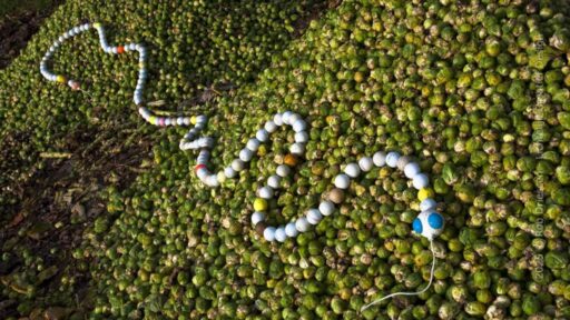 Chiloglobus Mosa houdt van spruitjes